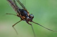 Epeorus assimilis