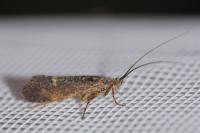 Limnephilus sparsus