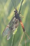 Ephemera vulgata