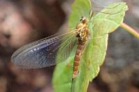 Rhithrogena puytoraci
