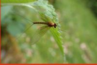 Rhithrogena puytoraci