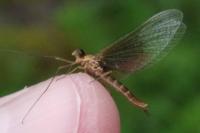 Rhithrogena picteti