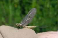 Ephemera danica