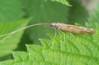 Odontocerum albicorne