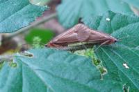 Chaetopteryx villosa