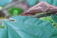 Chaetopteryx villosa