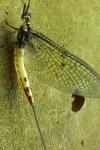 Ephemera danica