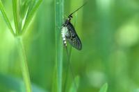 Ephemera danica