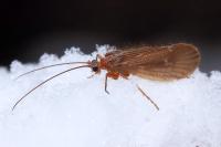 Chaetopteryx