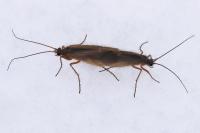 Chaetopteryx