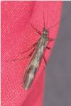 Taeniopteryx