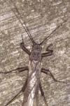Taeniopteryx