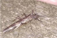 Taeniopteryx