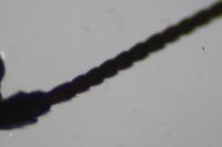 Brachyptera