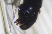 Brachyptera