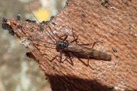 Brachyptera