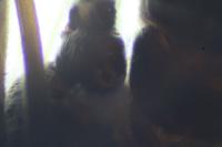 Taeniopteryx