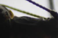 Taeniopteryx