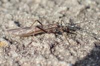 Taeniopteryx