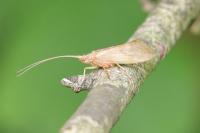 Limnephilus