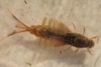 Siphlonurus
