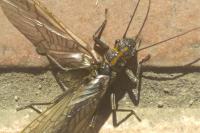 Perlodes microcephalus
