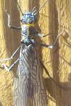 Perlodes microcephalus