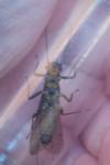 Perlodes microcephalus