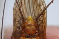 Perlodes microcephalus