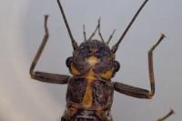 Perlodes microcephalus