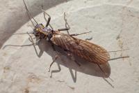 Perlodes microcephalus