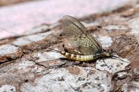 Ephemera danica