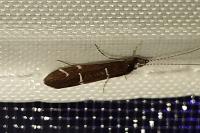 Athripsodes albifrons