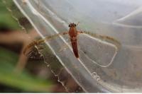Cloeon dipterum