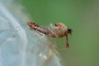Cloeon dipterum