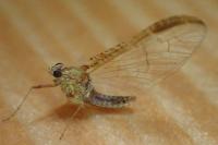 Cloeon dipterum