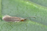 Psychomyia pusilla