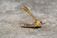 Cloeon dipterum