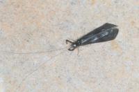 Mystacides azureus