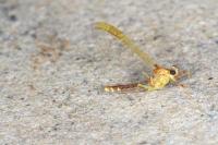 Cloeon dipterum