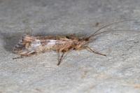 Glyphotaelius pellucidus