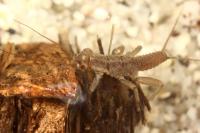 Nemoura cinerea