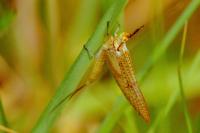 Ephemera glaucops
