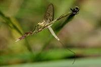 Ephemera glaucops