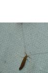Oecetis