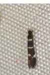 Leptocerus interruptus