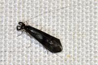Mystacides azureus