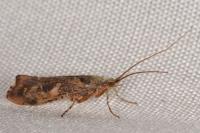 Glyphotaelius pellucidus