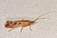 Limnephilus lunatus