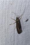 Sericostoma personatum